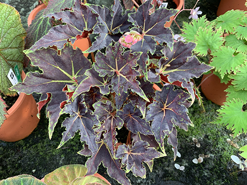B. ‘Texas Red Star’